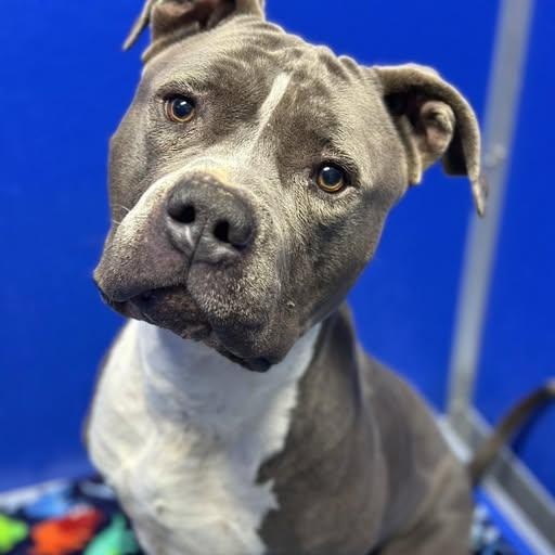 Enlarge 25-01763 THOR, a ADOPTABLE Pit Bull Terrier in Fredericksburg, VA image 1/1