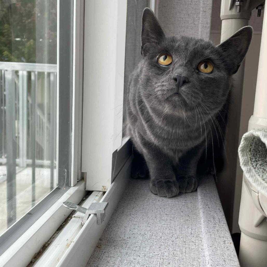Blueberry, Adoptable, Adult Male Domestic Short Hair & Russian Blue.