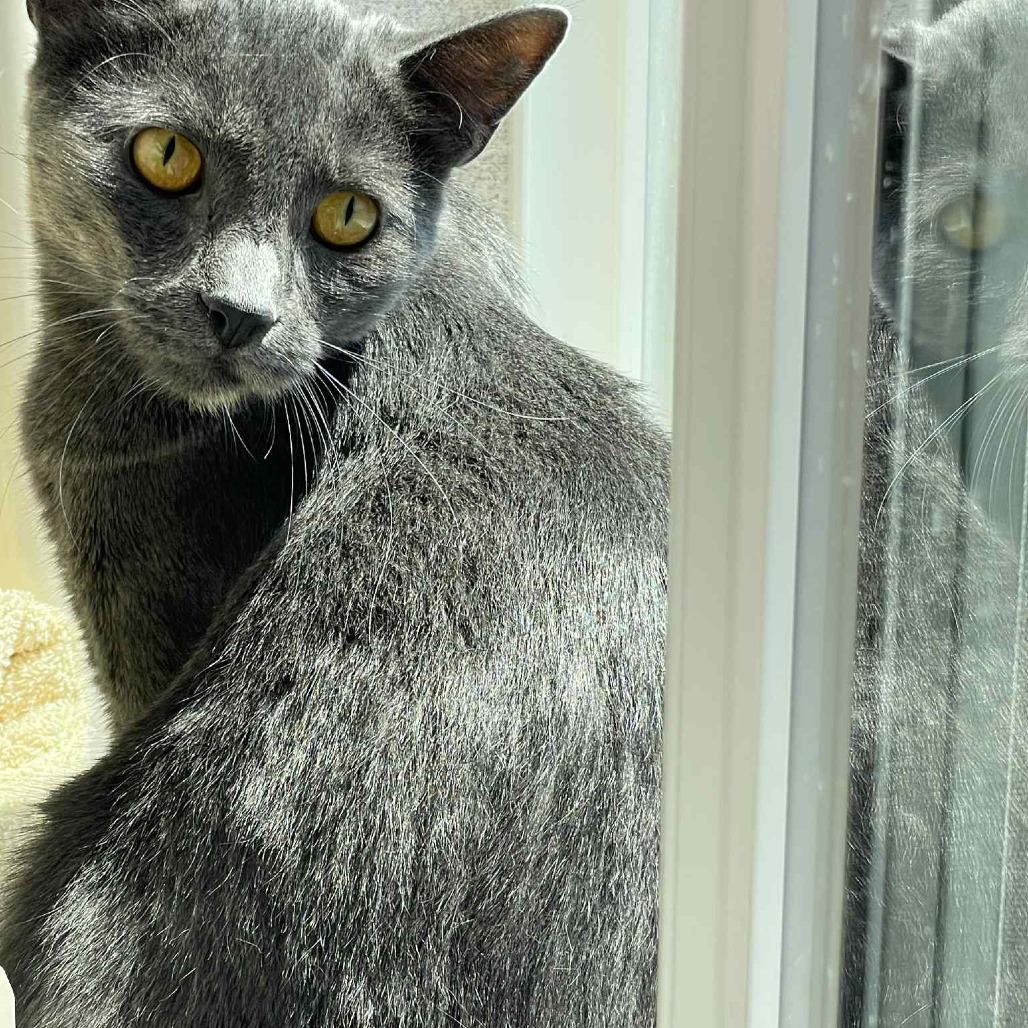 Enlarge Blueberry, a Adoptable Domestic Short Hair in St. Helena, CA image 2/6