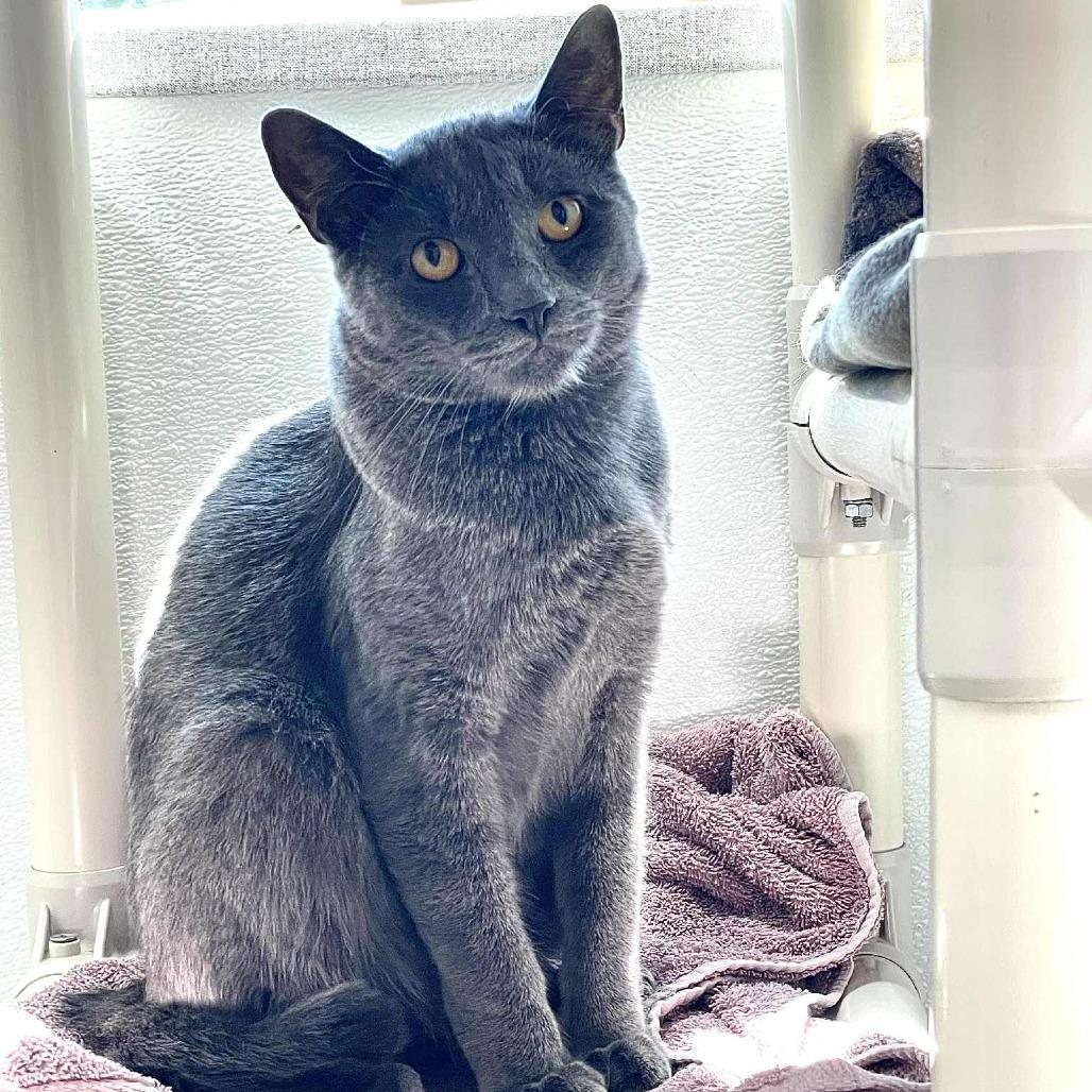 Enlarge Blueberry, a Adoptable Domestic Short Hair in St. Helena, CA image 3/6