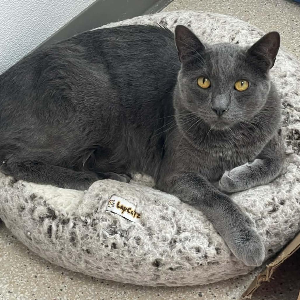 Enlarge Blueberry, a Adoptable Domestic Short Hair in St. Helena, CA image 3/6