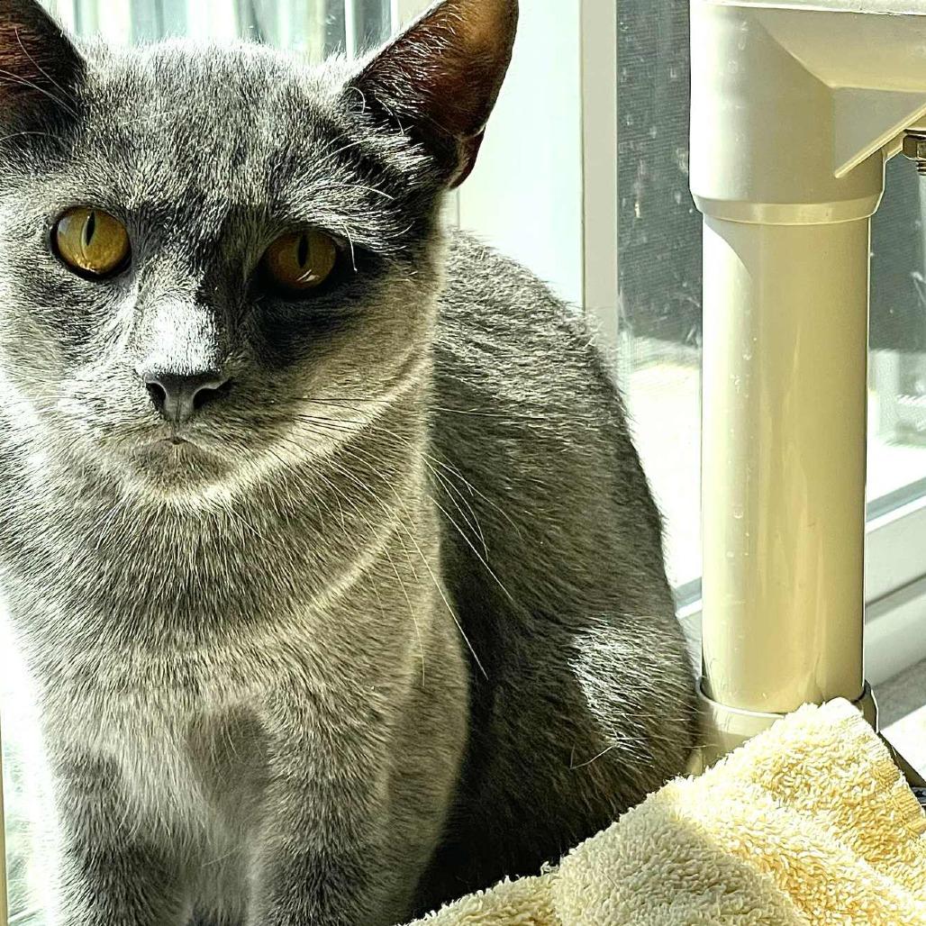 Enlarge Blueberry, a Adoptable Domestic Short Hair in St. Helena, CA image 6/6