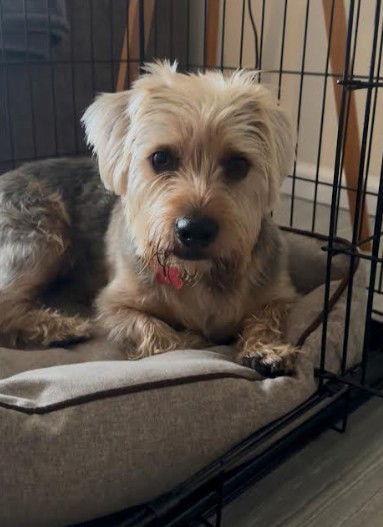 Buck, Adopted, Young Male Yorkshire Terrier.