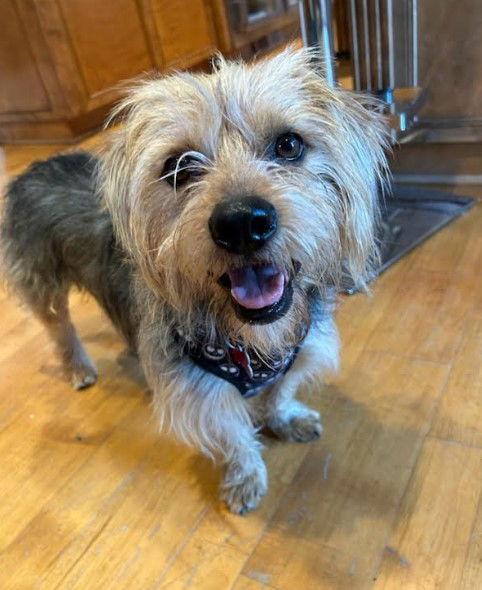 Enlarge Buck, a Adopted Yorkshire Terrier in San Diego, CA image 2/3