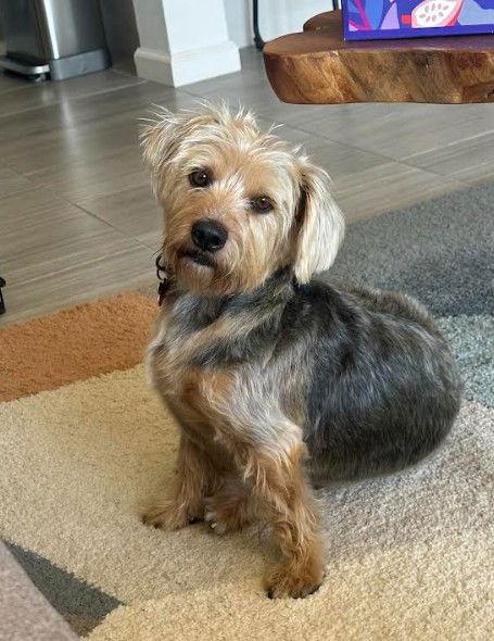 Enlarge Buck, a Adopted Yorkshire Terrier in San Diego, CA image 3/3