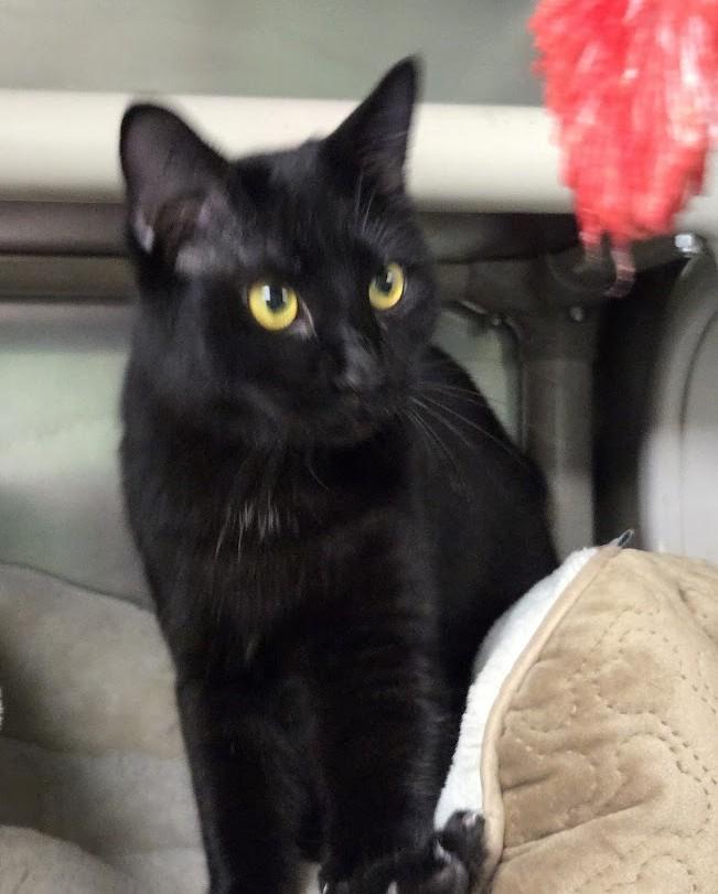Enlarge Panther, a ADOPTABLE Domestic Short Hair in North Myrtle Beach, SC image 4/5
