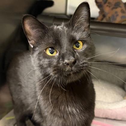 Enlarge Panther, a ADOPTABLE Domestic Short Hair in North Myrtle Beach, SC image 2/5