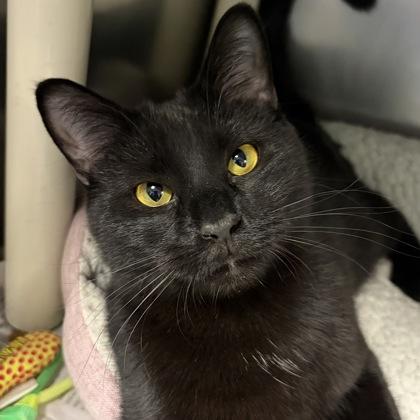 Enlarge Panther, a ADOPTABLE Domestic Short Hair in North Myrtle Beach, SC image 3/5