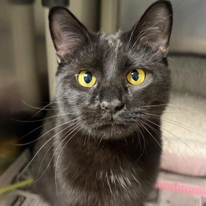 Enlarge Panther, a ADOPTABLE Domestic Short Hair in North Myrtle Beach, SC image 1/5