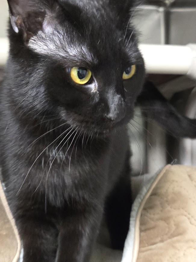 Enlarge Panther, a ADOPTABLE Domestic Short Hair in North Myrtle Beach, SC image 5/5