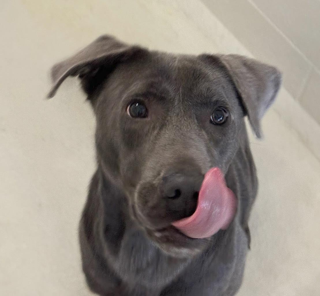 Enlarge Lakota, a Adoptable mixed breed in Benton Harbor, MI image 3/3