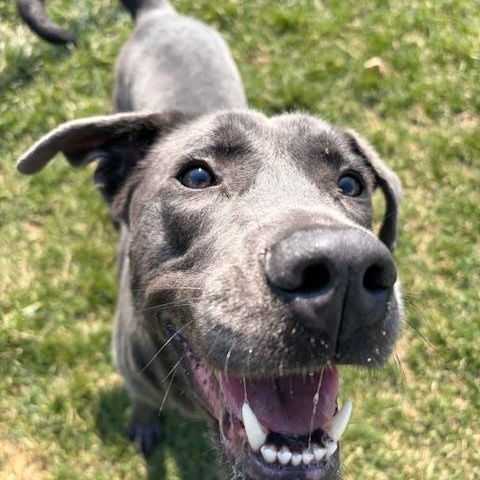 Lakota, Adoptable, Adult Male Labrador Retriever & Mixed Breed.
