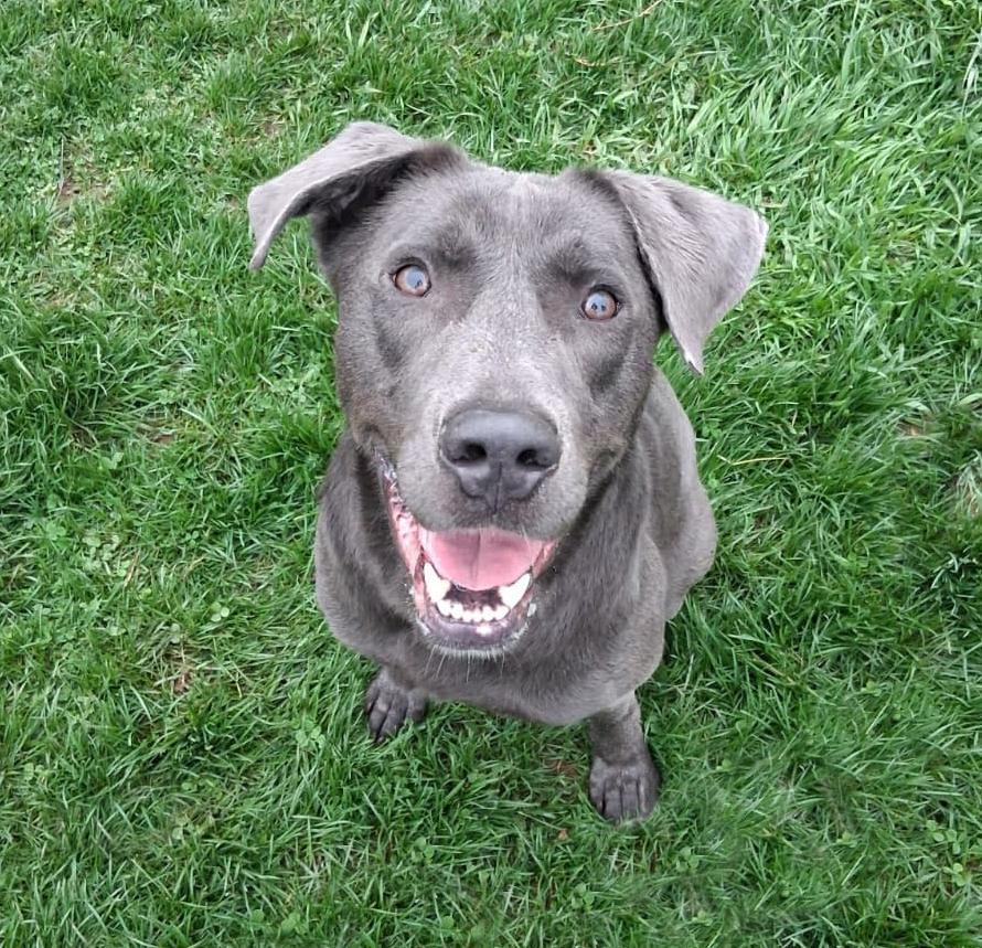 Enlarge Lakota, a Adoptable mixed breed in Benton Harbor, MI image 1/3