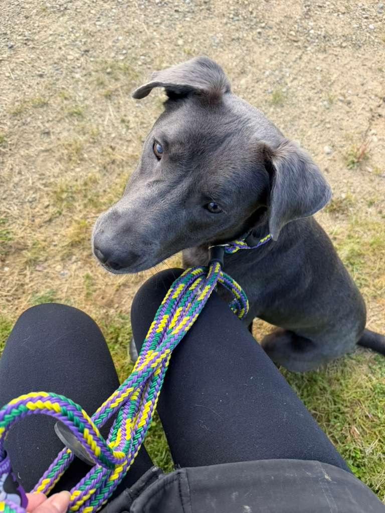 Enlarge Lakota, a Adoptable mixed breed in Benton Harbor, MI image 2/4