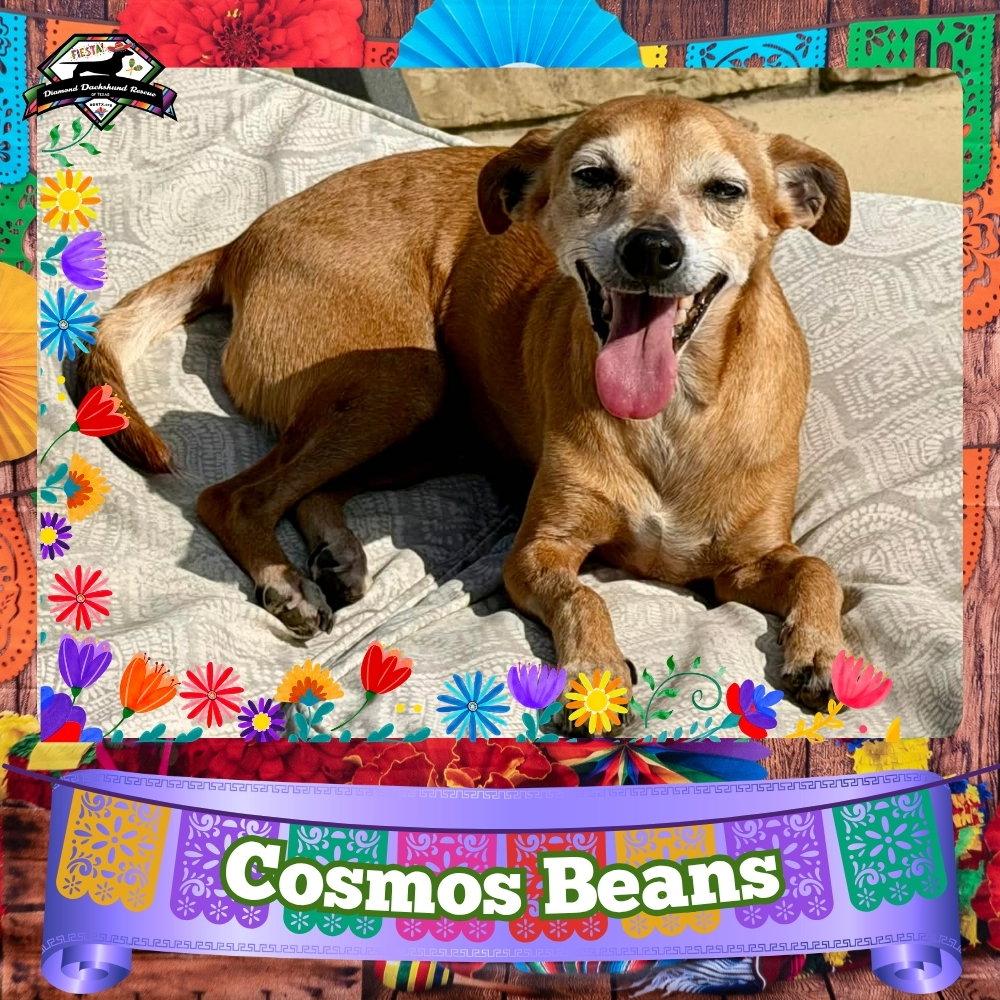 Cosmos Beans Splash, Adoptable, Adult Male Dachshund & Chihuahua.