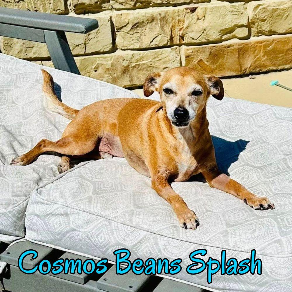 Enlarge Cosmos Beans Splash, a Adoptable mixed breed in San Antonio, TX image 1/3