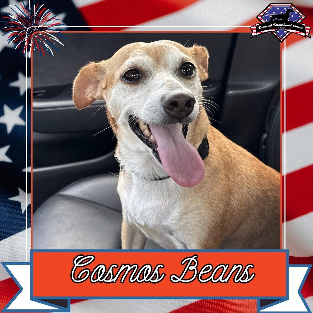 Cosmos Beans Splash, a Adoptable mixed breed in San Antonio, TX image 1/3