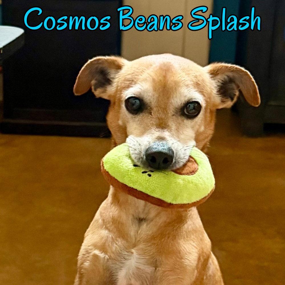 Cosmos Beans Splash, a Adoptable mixed breed in San Antonio, TX image 2/3