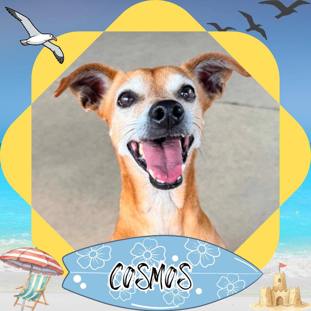 Cosmos Beans Splash, Adoptable, Adult Male Dachshund & Chihuahua.