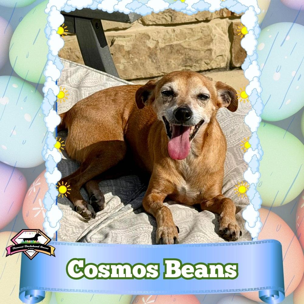 Enlarge Cosmos Beans Splash, a Adoptable mixed breed in San Antonio, TX image 2/3