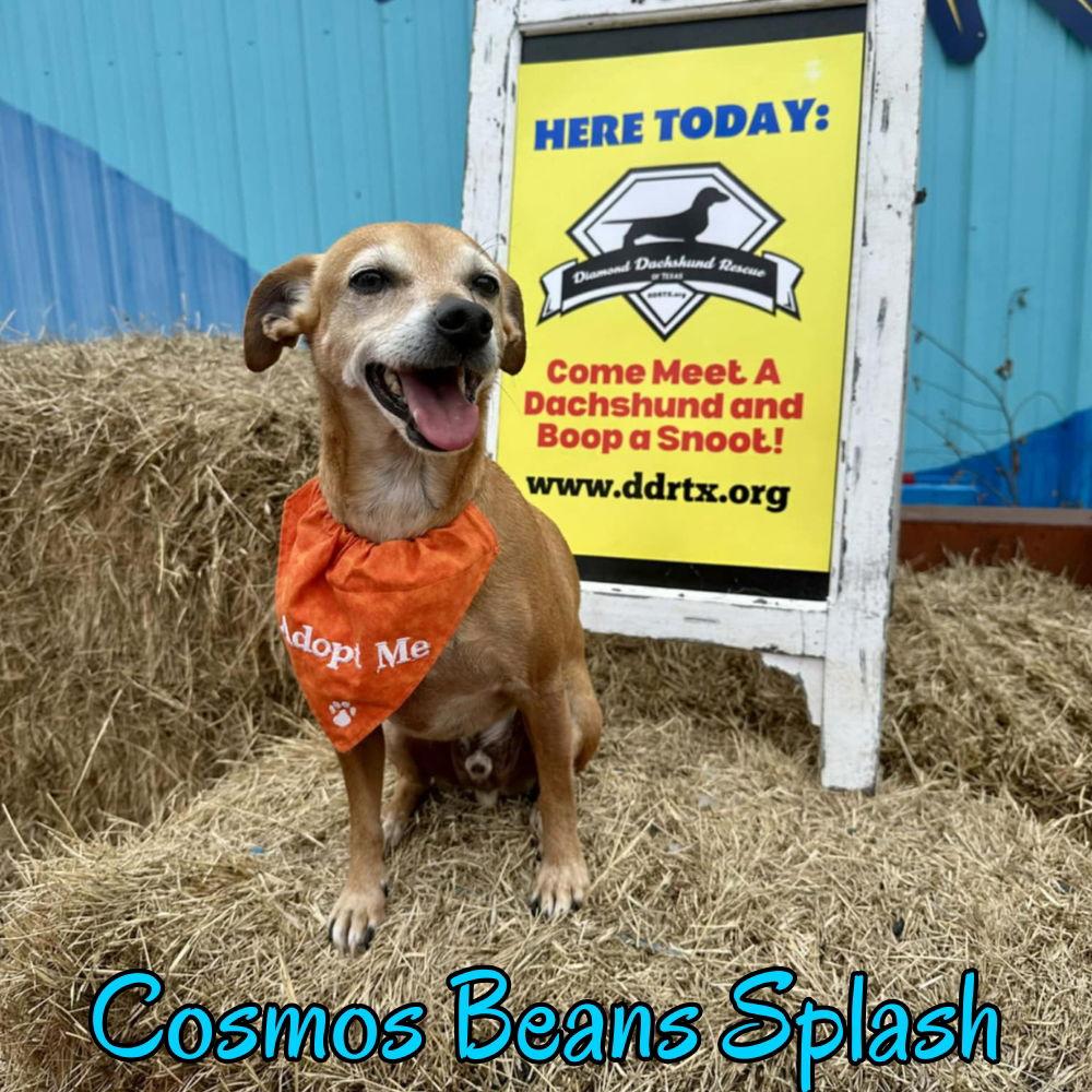 Cosmos Beans Splash, Adoptable, Adult Male Dachshund & Chihuahua.