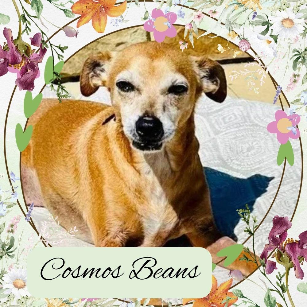 Enlarge Cosmos Beans Splash, a Adoptable mixed breed in San Antonio, TX image 2/3