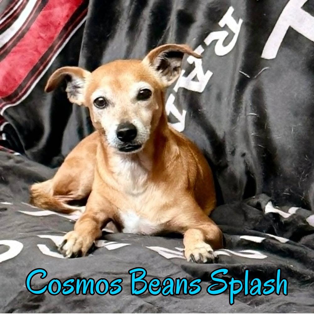 Enlarge Cosmos Beans Splash, a Adoptable mixed breed in San Antonio, TX image 3/3