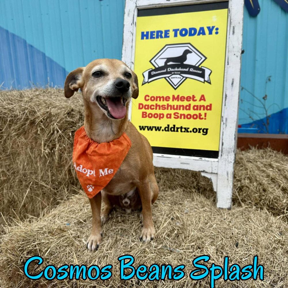 Cosmos Beans Splash, a Adoptable mixed breed in San Antonio, TX image 3/3