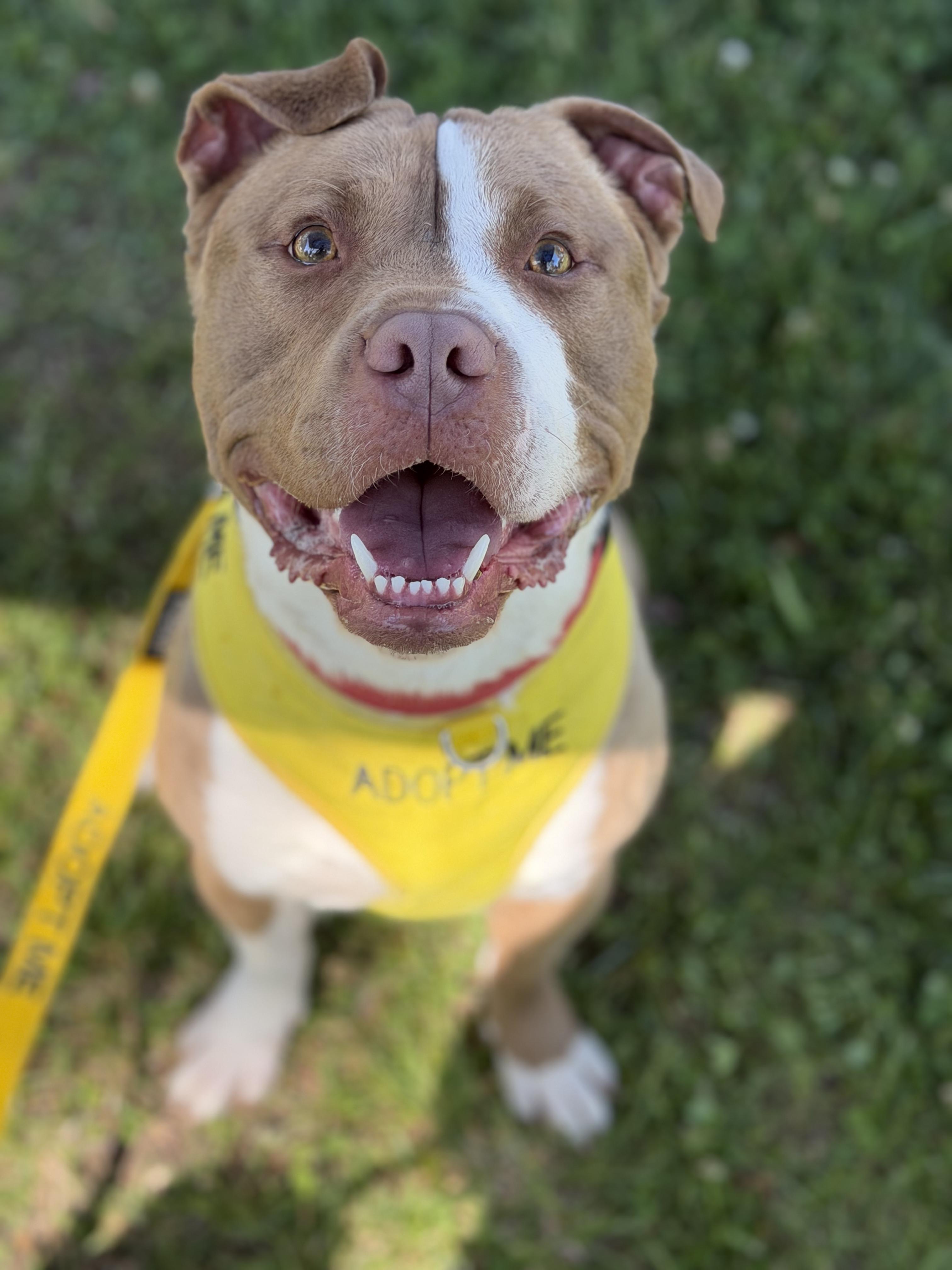 Enlarge Gilligan, a ADOPTABLE mixed breed in Petersburg, VA image 2/6
