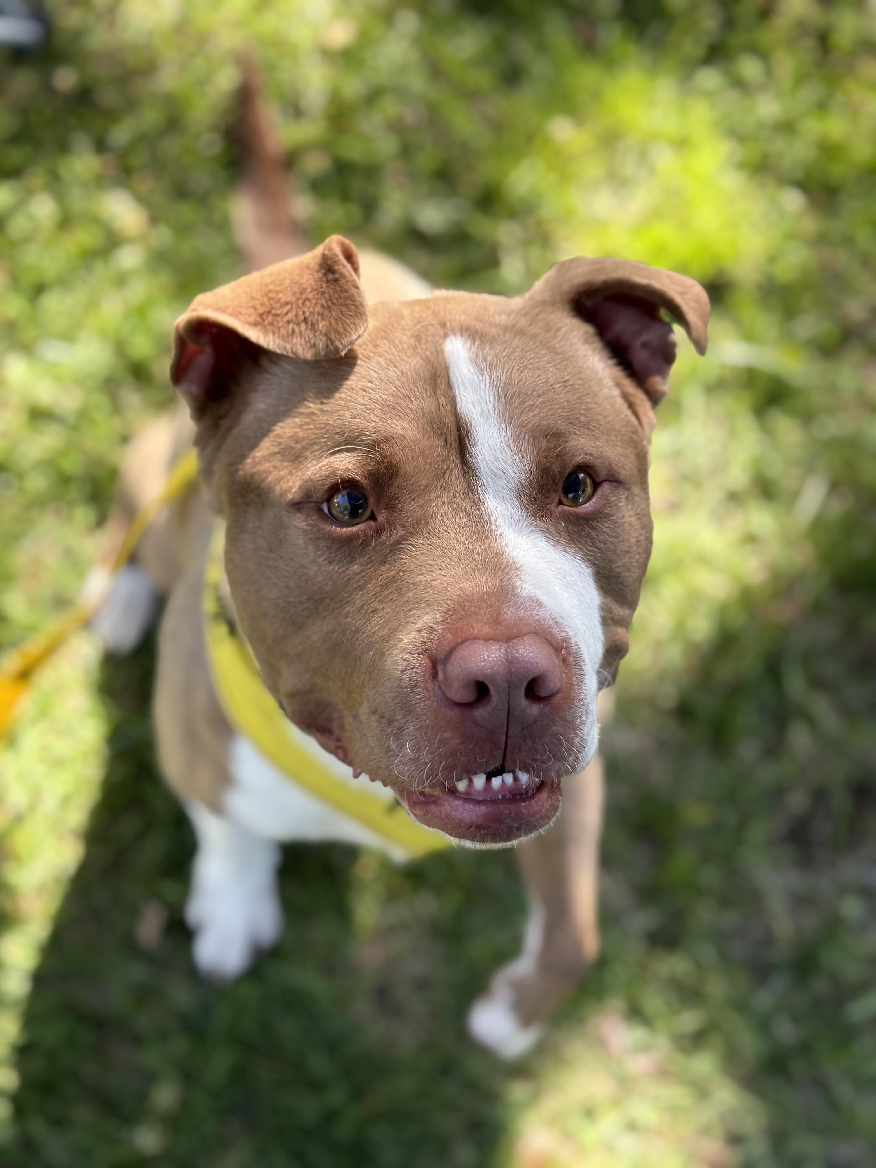 Enlarge Gilligan, a ADOPTABLE mixed breed in Petersburg, VA image 6/6