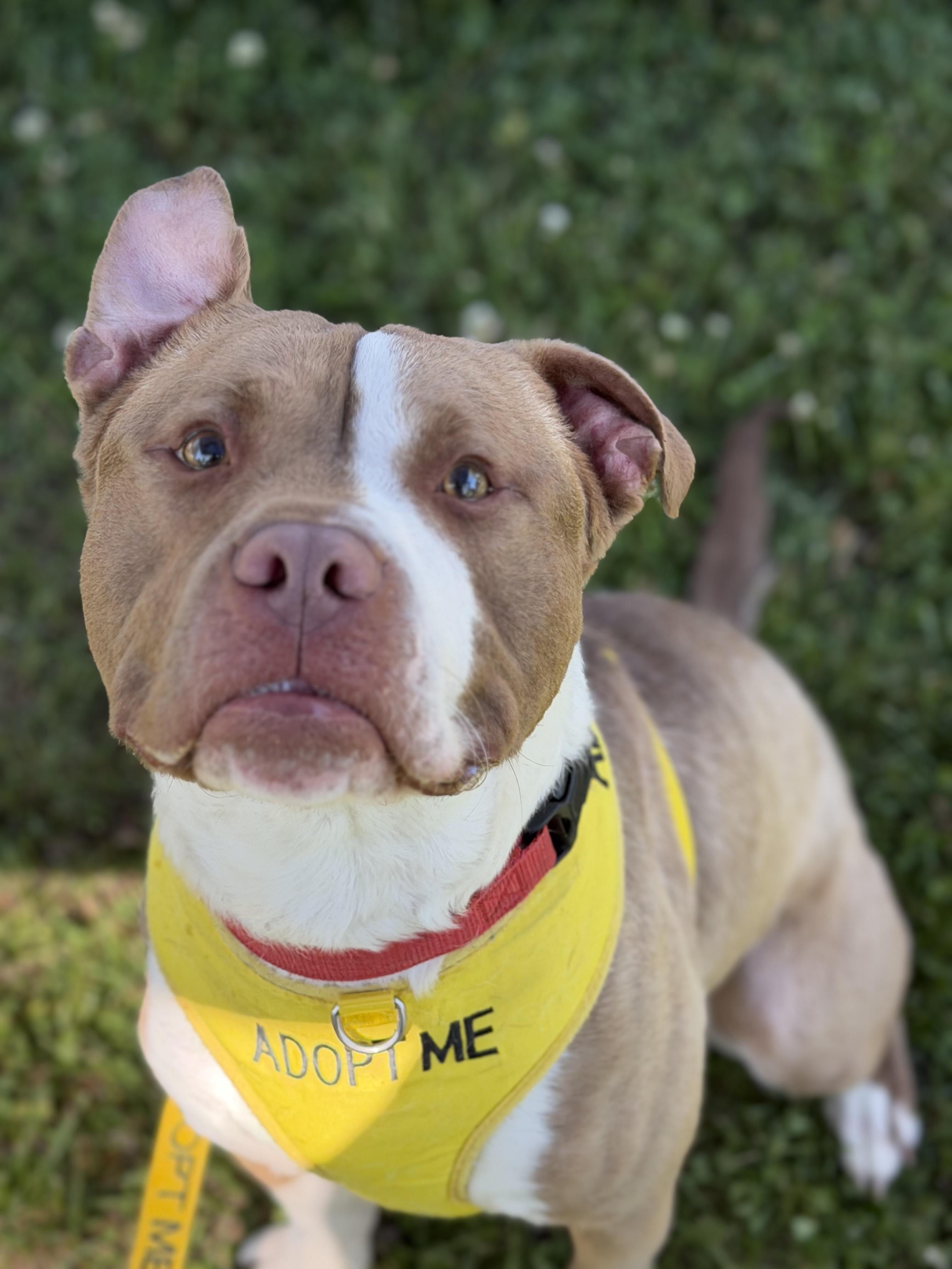 Enlarge Gilligan, a ADOPTABLE mixed breed in Petersburg, VA image 1/6