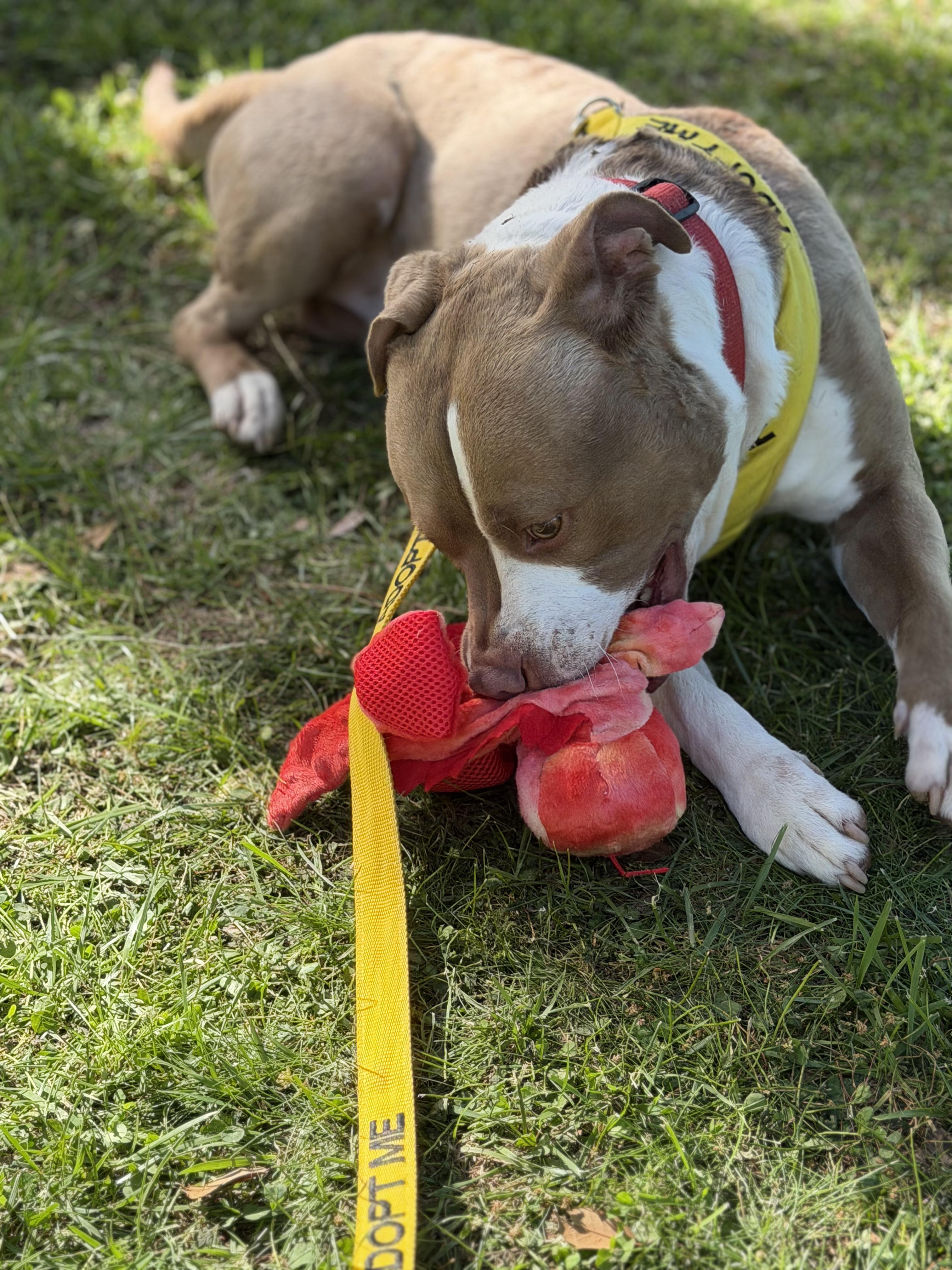 Enlarge Gilligan, a ADOPTABLE mixed breed in Petersburg, VA image 4/6