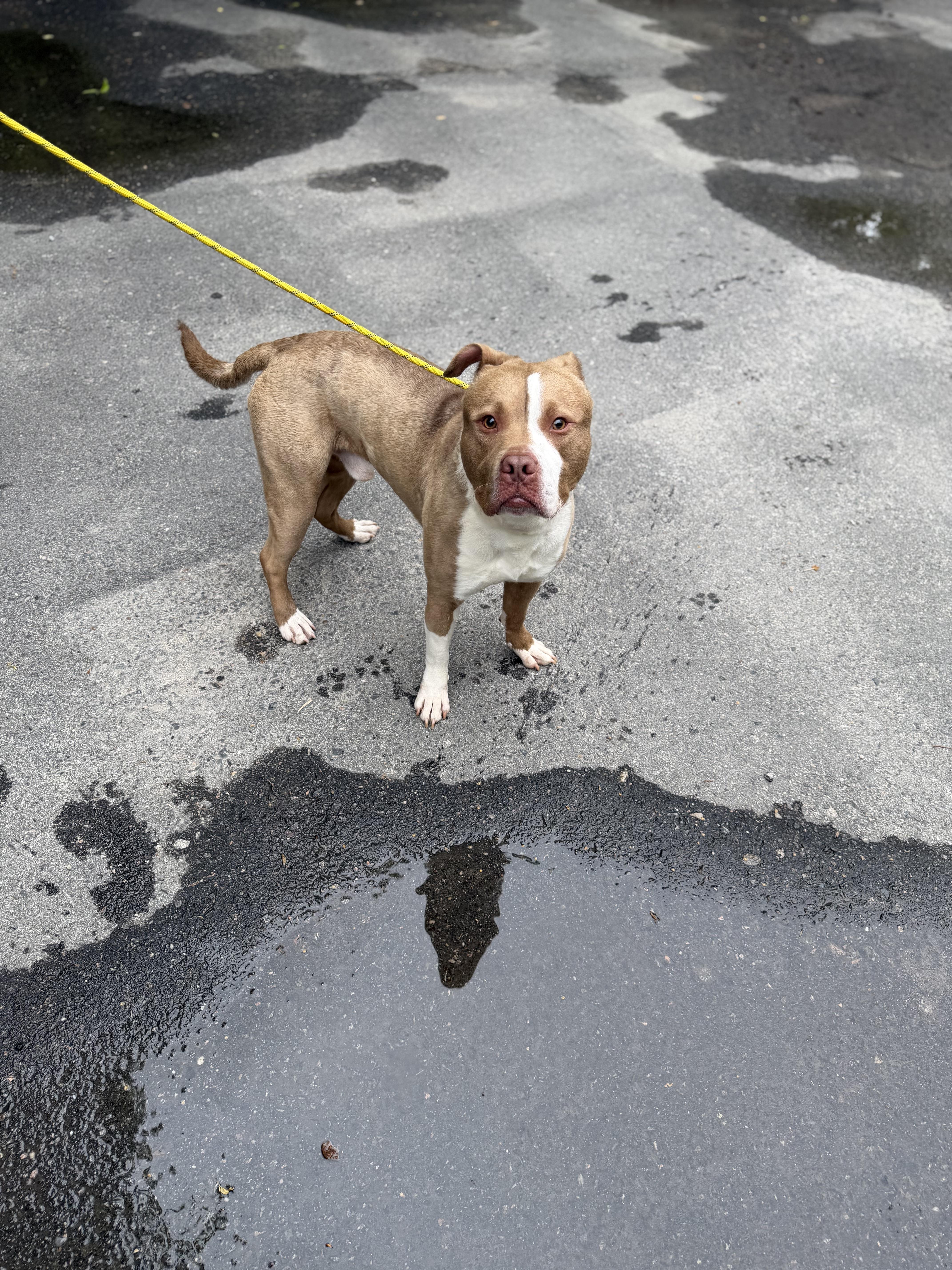 Enlarge Gilligan, a ADOPTABLE mixed breed in Petersburg, VA image 5/6