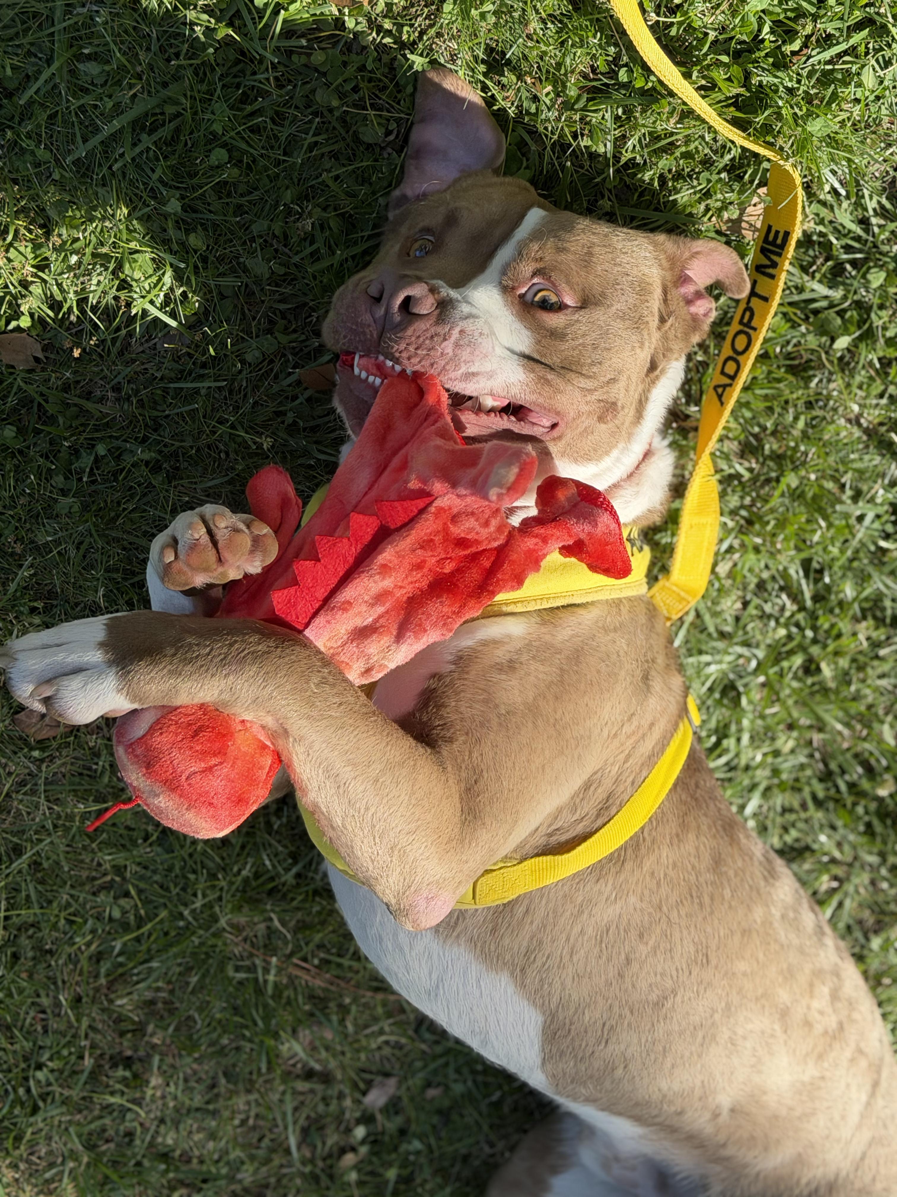 Enlarge Gilligan, a ADOPTABLE mixed breed in Petersburg, VA image 3/6