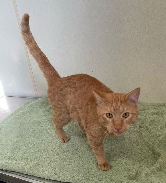 Enlarge Garfield - Orange Tabby - #15, a Adopted Domestic Short Hair in Mitchell, SD image 1/1