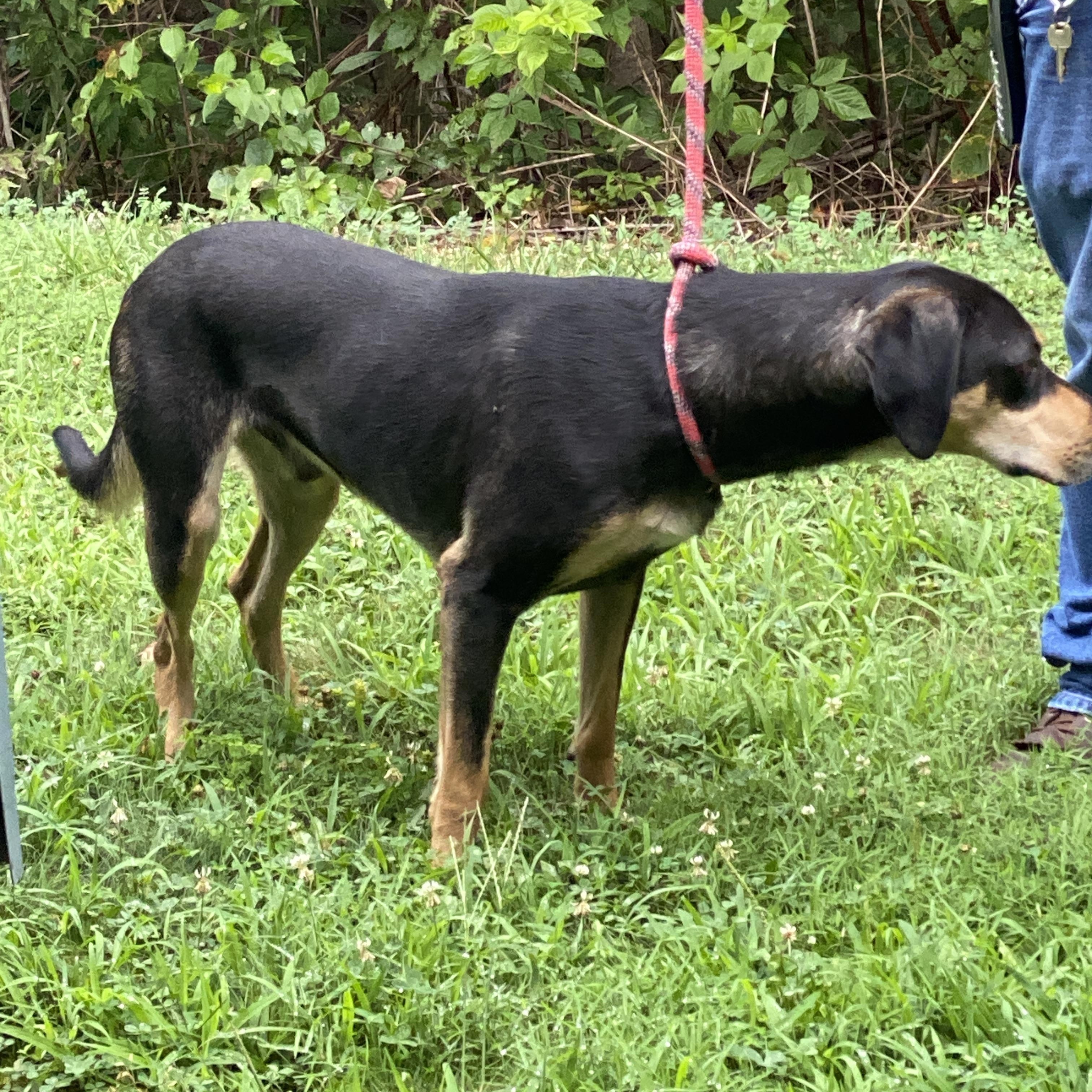 Enlarge Clyde, a Adoptable mixed breed in Hot Springs, VA image 1/5