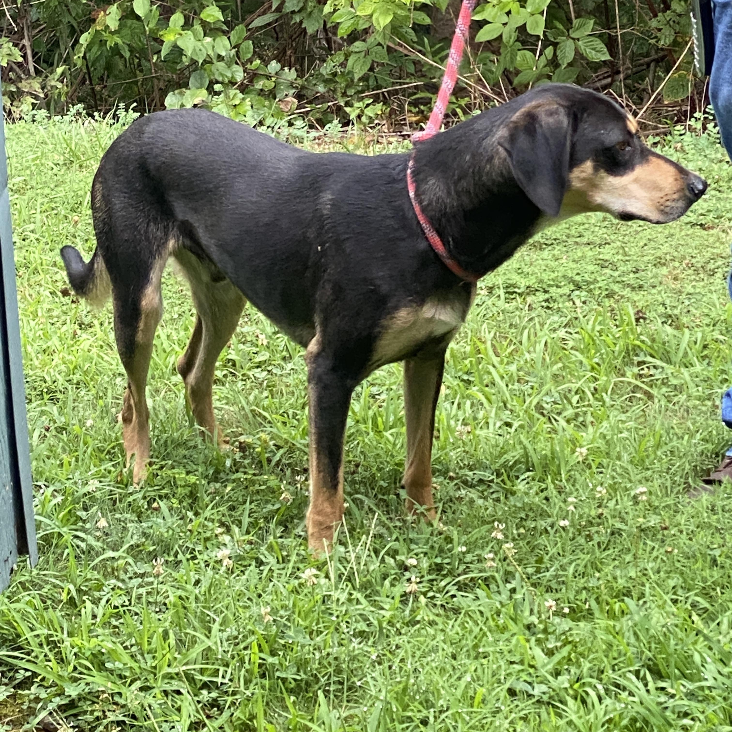 Enlarge Clyde, a Adoptable mixed breed in Hot Springs, VA image 2/5