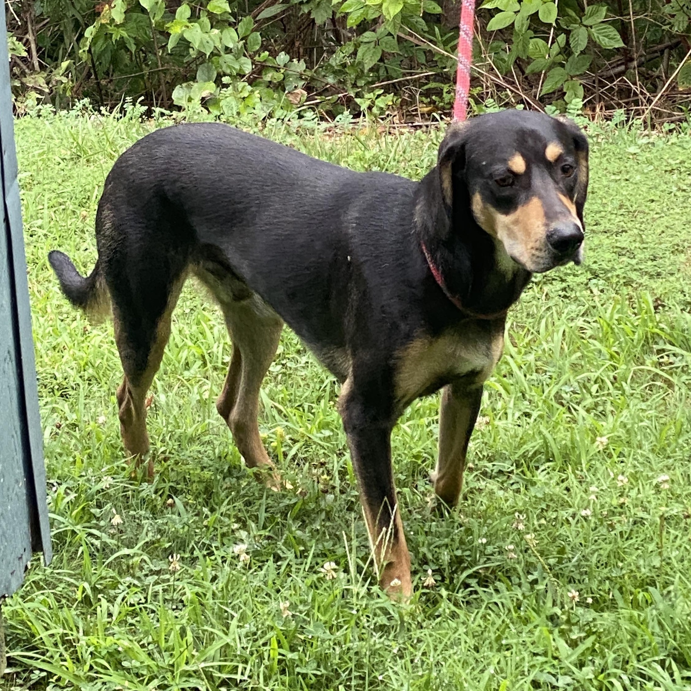 Enlarge Clyde, a Adoptable mixed breed in Hot Springs, VA image 3/5