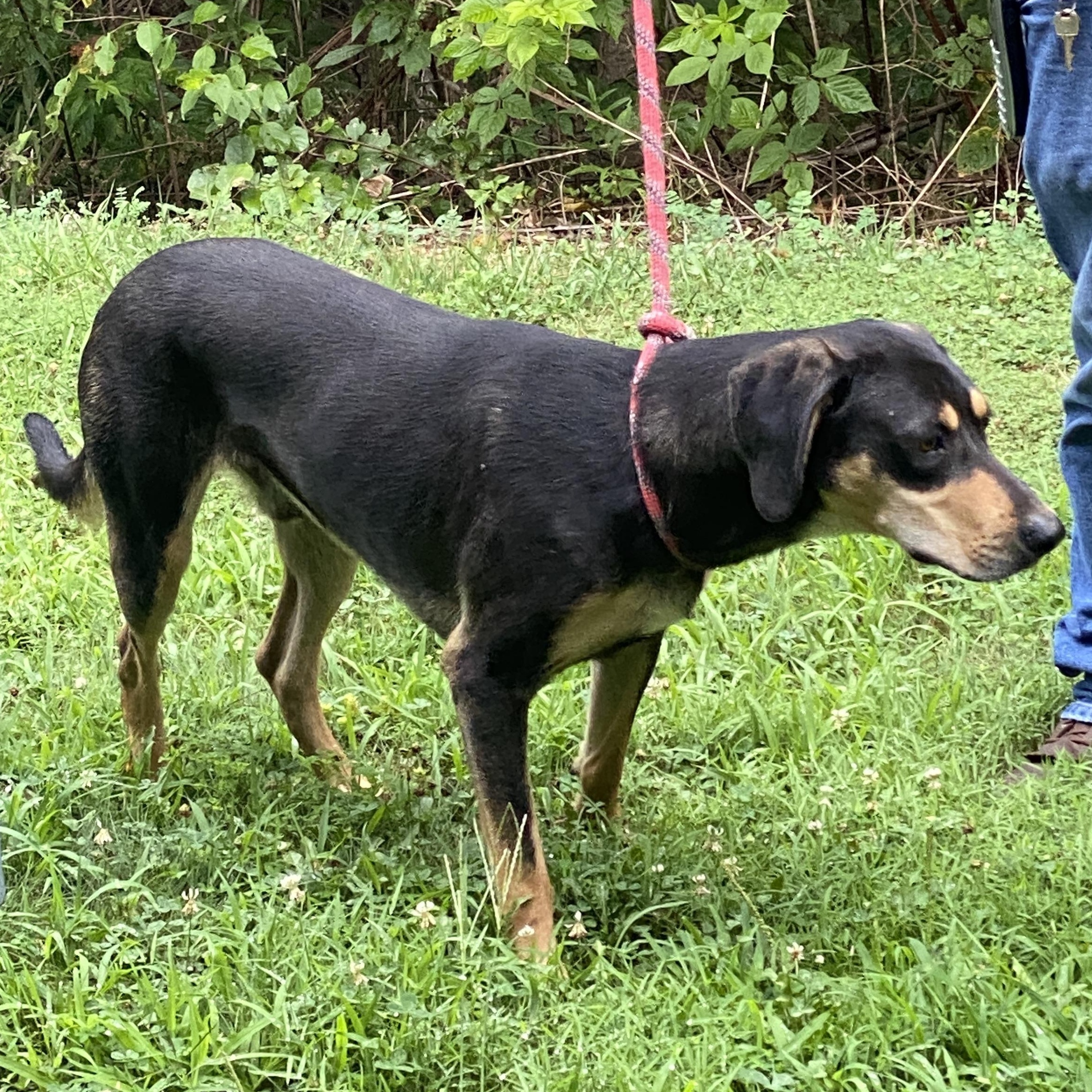 Enlarge Clyde, a Adoptable mixed breed in Hot Springs, VA image 4/5