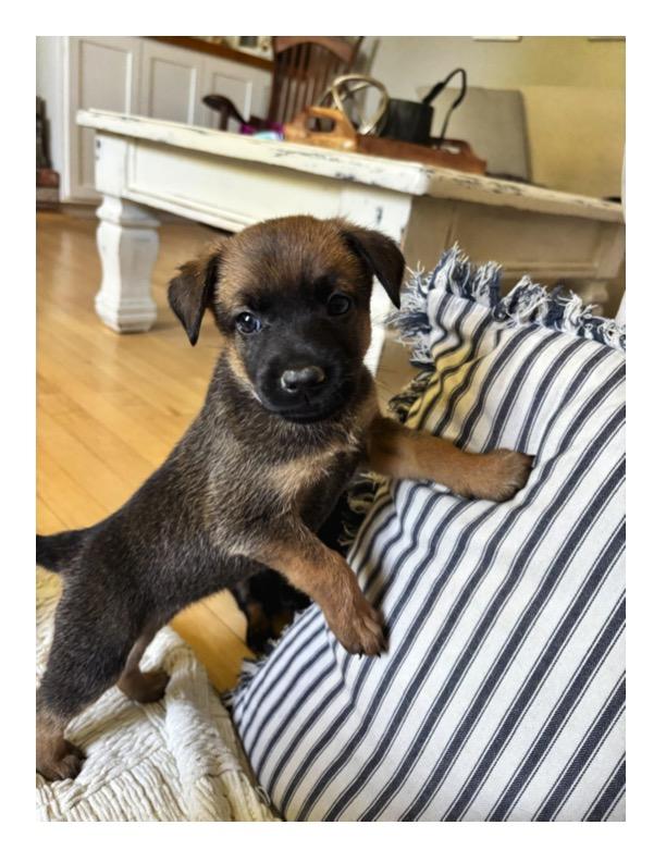 ZARA, Adoptable, Puppy Female Belgian Shepherd / Malinois.