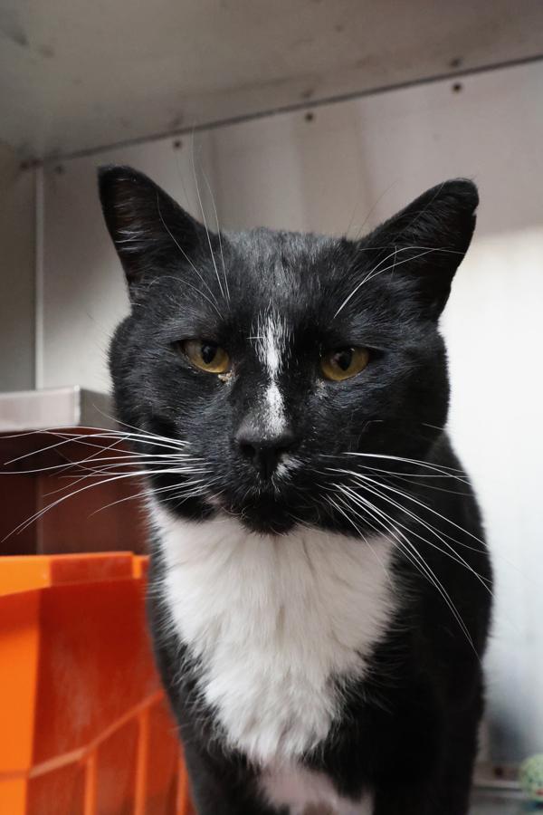 Enlarge The Duke, a Adoptable mixed breed in Winnipeg, MB image 1/1