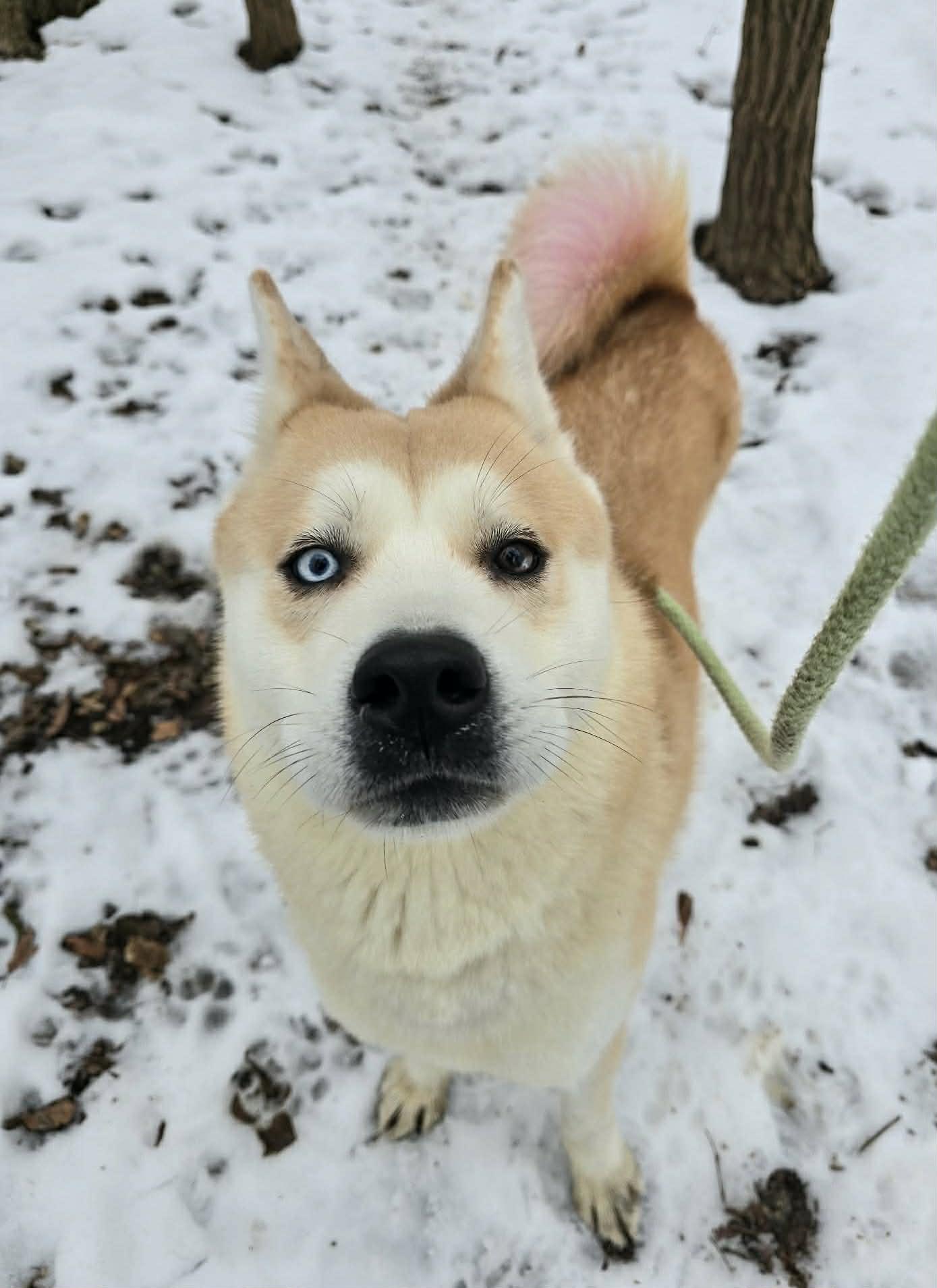 Enlarge Willow, an adopted mixed breed in Springfield, IL image 3/4