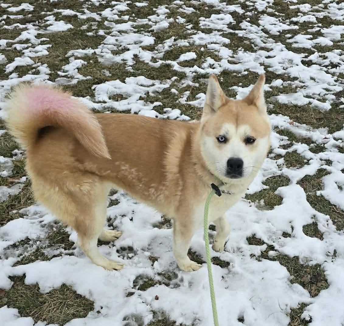 Willow, adopted, Adult Female Husky.