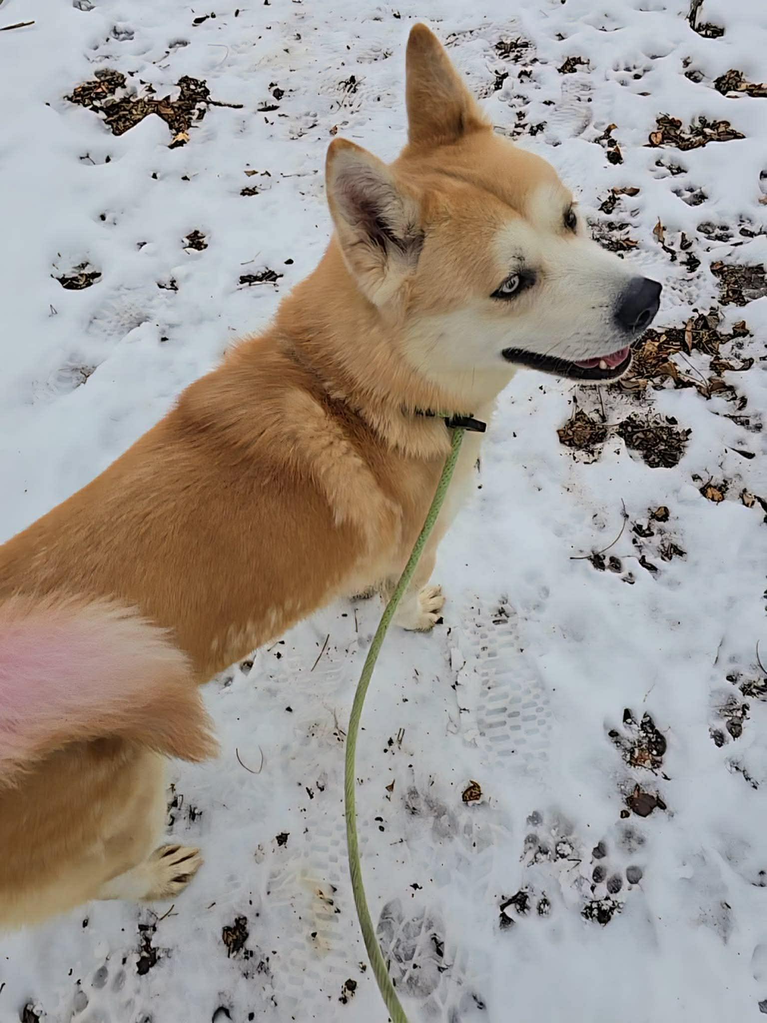 Enlarge Willow, an adopted mixed breed in Springfield, IL image 2/4