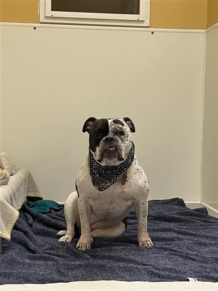 Enlarge Mumu, a ADOPTABLE English Bulldog in Seattle, WA image 3/6