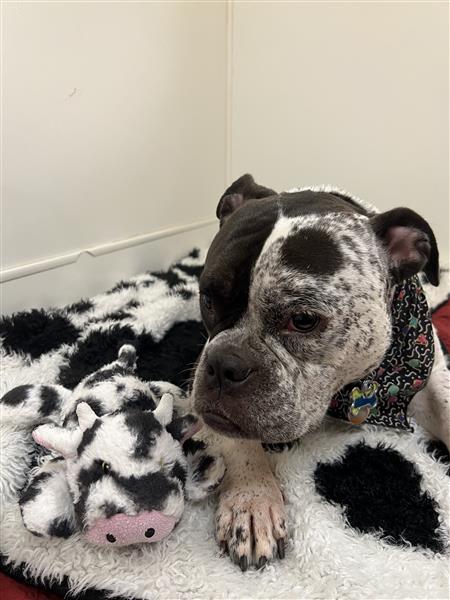 Mumu, ADOPTABLE, Adult Female English Bulldog.