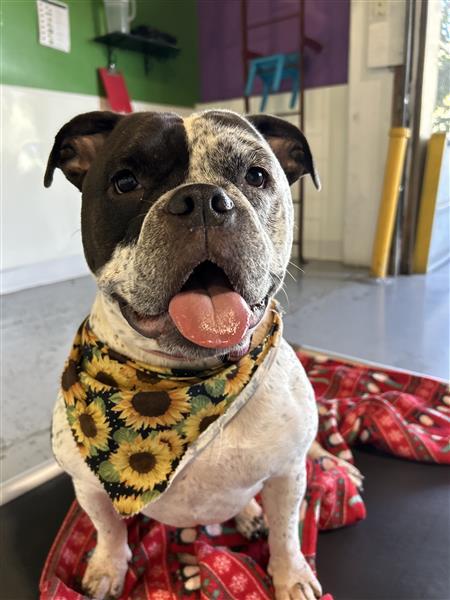 Enlarge Mumu, a ADOPTABLE English Bulldog in Seattle, WA image 2/6