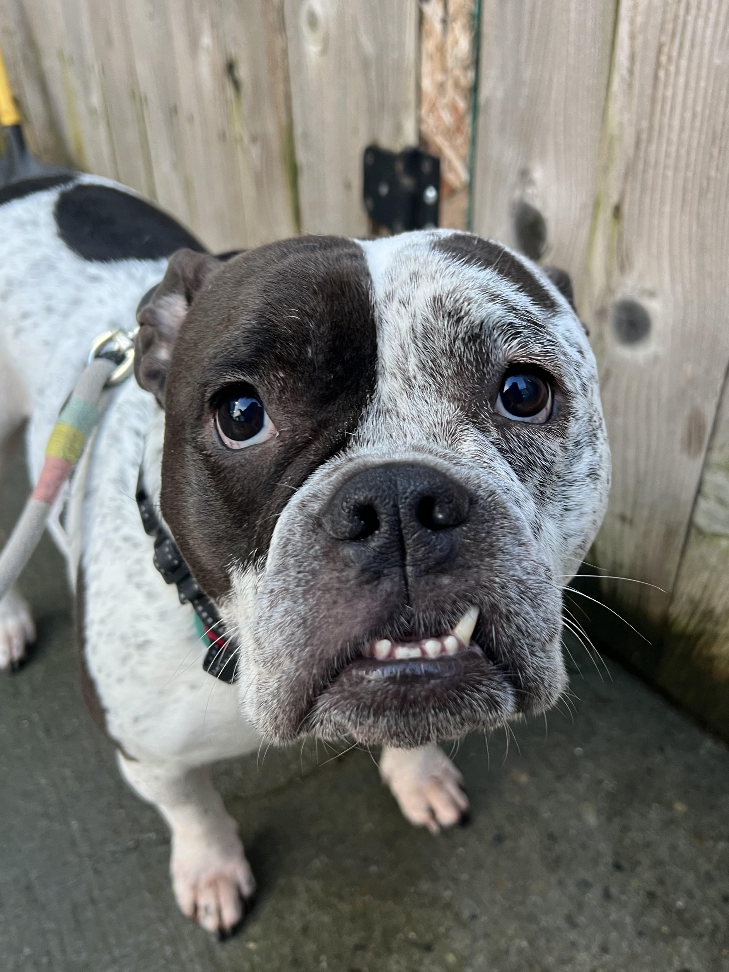 Enlarge Mumu, a ADOPTABLE English Bulldog in Seattle, WA image 4/6