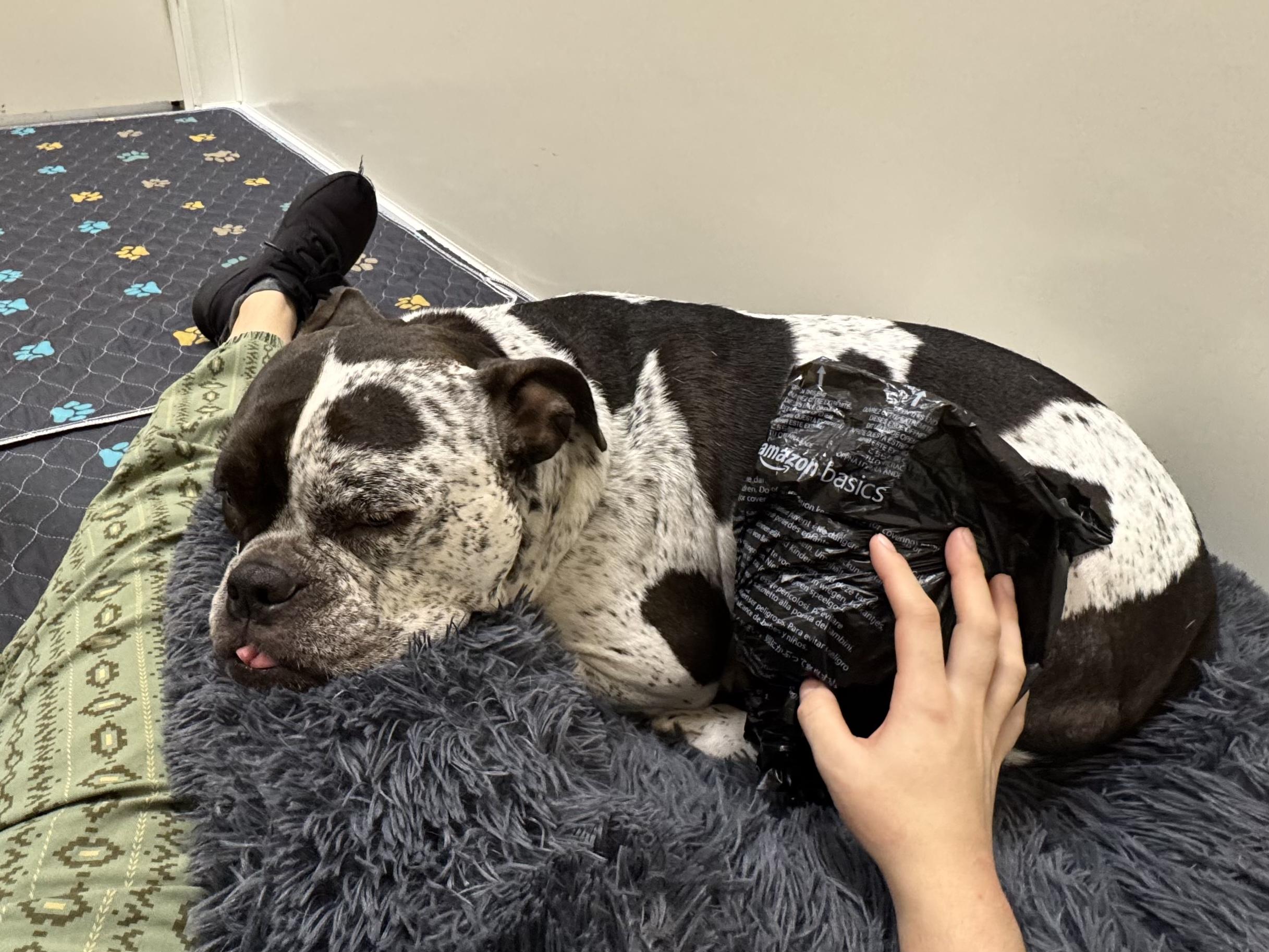 Enlarge Mumu, a ADOPTABLE English Bulldog in Seattle, WA image 6/6