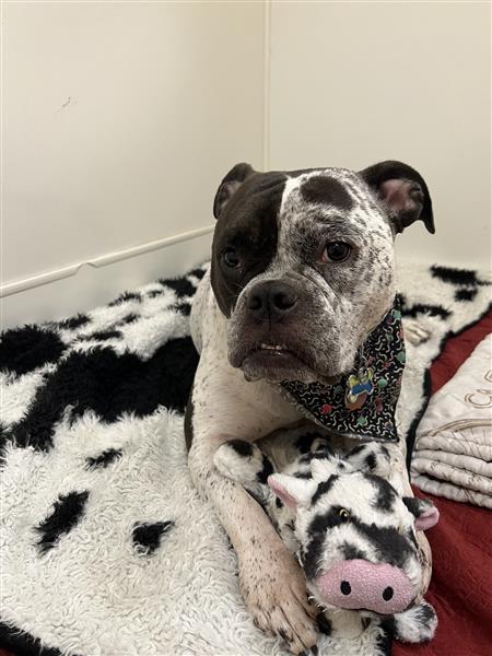 Enlarge Mumu, a ADOPTABLE English Bulldog in Seattle, WA image 5/6